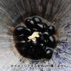 丹波篠山 黒豆煮 丹波 篠山産 丹波の黒豆煮 最高級 おせち 黒豆の煮豆 ギフトセット 無添加 甘さ控えめ 送料無料 ポイント消化