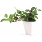 ke- I Japan (Kijapan) фотокаталитический обработка интерьер зеленый черепаха задний leaf KU