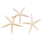  Tokyo . сухой цветок белый Star Fish маленький (3ko ввод ) FD005534-zzz