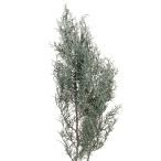  большой земля сельское хозяйство . консервированный цветок blue ice woshu белый примерно L35.0~50.0cm 100g входить DO001260-012