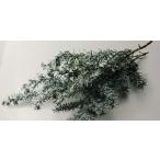 PURIZA консервированный цветок Рождество материалы для цветочной композиции большой земля сельское хозяйство . lease организовать soft him Roth gi flocky зеленый 1 пачка 