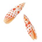  Tokyo . сухой цветок orange спот примерно L6~7cm 1 пакет 2ko входить FD005510-zzz