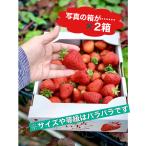 たっぷり勝占いちご2kg大特価セール