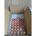 . курица место прямая поставка! свежий . шар .( Tama .) яйцо сейчас день один kun 10Kg ввод 