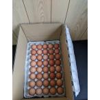 . курица место прямая поставка! свежий . шар .( Tama .) яйцо сейчас день один kun 5Kg ввод 