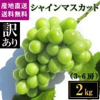 訳あり シャインマスカット 予約販売 8月下旬順次発送 シャインマスカット 山梨県産 ぶどう ブドウ 種なしぶどう 産地直送 2キロ(3〜6房)