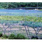 強力防鳥網 1000D 2cm目×幅6m×長さ54m（ブルー）