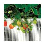 ストロースノコ  イチゴ×25m×20cm