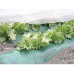  сельское хозяйство для мульти- сиденье зеленый мульти- темный толщина 0.02mmX ширина 95cmX длина 200m 6 шт. комплект 