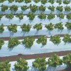 農業用マルチシート　オリジナル白黒ストロングマルチ 厚さ0.025mm　幅95cmX長さ200m×5本セット