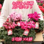 ショッピングメッセージカード無料 シクラメン 5号 お任せ4種セット 鉢 花 ギフト 鉢植え 赤 白 ピンク 紫 お歳暮 贈答 生花 クリスマス プレゼント 送料無料 ガーデン 直売 お祝い 誕生日 祝い