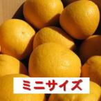 ショッピングわけあり 河内晩柑ミニサイズ　熊本県産　わけあり　約８kg 送料別　/三角（みすみ）町・中山さんの晩柑