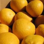 河内晩柑　熊本県産　