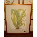  import picture lithograph amount .sidaFern art frame 