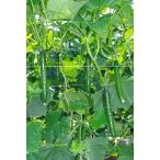  контактный . дерево огурец рассада Admiral ( время . изучение место ) 9cm pot 