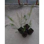  спаржа me Lee Washington 9cm pot 1 год рассада 4 АО 