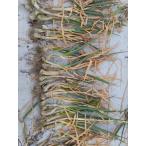  высушенный лук-батун рассада 9 статья лук-батун 1 пачка 20шт.