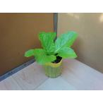  Haku носорог рассада желтый ...85(takii) 7.5cm pot 