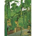  контактный . дерево огурец рассада глянец .( время . изучение место )×e Eve ru9cm pot 