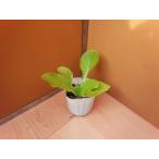  Haku носорог рассада золотой . номер 2 (takii) 7.5cm pot 