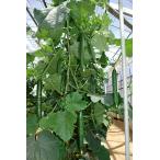  контактный . дерево огурец рассада collect ( время . изучение место )×... энергия Gold 9cm pot 