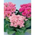  примула kla ude .a роза .. -слойный ..9cm pot рассада po Lien ta