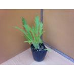  мизуна рассада салат мизуна столица ...(takii) 7.5cm pot 