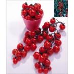  мини помидоры тысяч плоды сырой рассада 9cm pot Revue . написать дополнение .geto