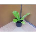  Haku носорог рассада единственный в своем роде (takii) 7.5cm pot 