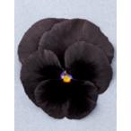  анютины глазки pasio черный (sakata. tane) 9cm pot 