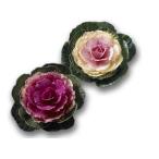  лист ..F1ru наклейка серии (takii)7.5cm pot 2 цвет 2 pot 