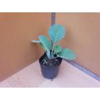  капуста рассада Savoy Ace SP 9cm pot 