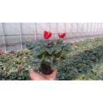  сад цикламен персидский 9cm pot B стандарт цветок цвет случайный 1 pot 