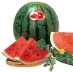  большой шар арбуз рассада контактный . дерево ..9cm pot 