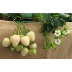  белый клубника белый меласса . Suntory 