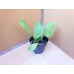  шар lettuce рассада Cisco (takii) 7.5cm pot 