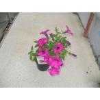 safinia Max розовый 10.5cm pot рассада 