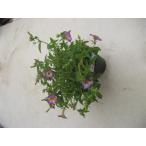 safinia искусство голубой желтый 10.5cm pot рассада 