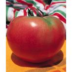  Saturn помидор контактный . дерево рассада 9cm pot Revue . написать дополнение .geto