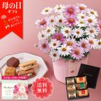 母の日 ギフト プレゼント 花 鉢植え 70代 60代 メッセージカード付き 2025 マーガレット (さくらべーる) 5号鉢 と「 ホテルオークラ 」洋菓子詰合せ 「B40-3」
