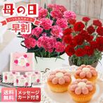 早割 母の日 プレゼント 2026 母の日ギフト スイーツ お菓子 洋菓子 個包装 送料無料 カーネーション 4号鉢 鉢植え 花鉢 2種類から 選べる花＆ 六本木アマンド