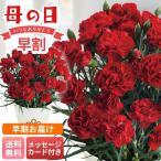 早割 早届け 母の日 プレゼント 2026 母の日ギフト 定番 人気 花 ギフト 生花 鉢植え 70代 60代 メッセージカード カーネーション (感謝の気持ち) 4号鉢 MC37-1