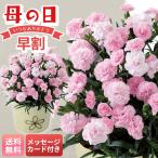 早割 母の日 プレゼント 2026 母の日ギフト 花 ギフト 生花 鉢植え 70代 60代 メッセージカード付き カーネーション ( バンビーノ ) 5号鉢 花 花ギフト MC37-7