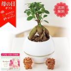 母の日 ギフト プレゼント 鉢植え 観葉植物 70代 60代 メッセージカード付き 2025 母の日ギフト ガジュマル シーサー 白カプセル5号鉢 「MFY37-2」