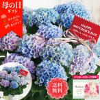 母の日 花 ギフト プレゼント 鉢植え 70代 60代 紫陽花 人気 メッセージカード付き 2025 アジサイ(マジカルレボリューション) 5号鉢 「MS37-3A」