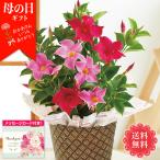 母の日 ギフト プレゼント 花 鉢植え 70代 60代 メッセージカード付き 2025 母の日ギフト マンデビラ (リップギャル) 5号鉢 花ギフト 「MA38-2」