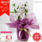 母の日 ギフト プレゼント 花 鉢植え 70代 60代 メッセージカード付き 2025 母の日ギフト デンドロビウム 桃系 4号鉢 花ギフト 「MU37-13」