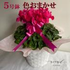冬ギフト シクラメン 鉢植え 【12月14日までのお届け】色おまかせバスケット付シクラメン５号鉢 プレゼント お歳暮 お誕生日 お祝い 退院祝い 開店祝い