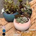 多肉植物おまかせ寄せ植え HATIMANIA 2.5号 鉢マニア 鉢づくし 陶器 アソート ランダム セット商品 盆栽鉢 区分60Y HA-001