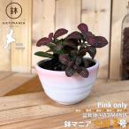 HATIMANIA горшок любитель круглый 3 номер бонсай горшок вода . выпадение ... маленький маленький размер керамика лес три традиция прикладное искусство бонсай суккулентное растение кактус агава мох мох декоративное растение луговые и горные травы классификация 60Y